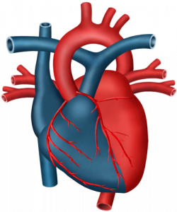 Condizioni cardiache malattie cardiovascolari