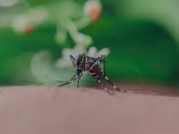 Mosquito Block - prezzo - dove si compra - amazon