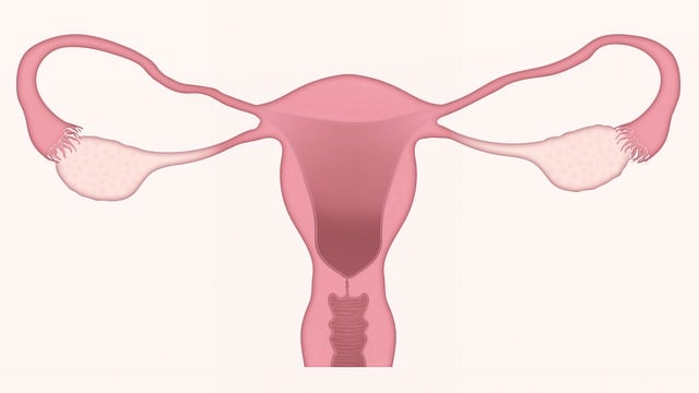Cosa merita scoprire sullo speculum uterino
